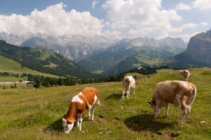 dolomiten2010 2