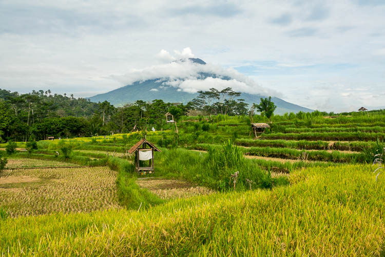 Reisfeld, Bali