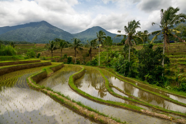 Jatiluwih, Bali